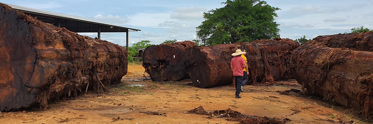 LARGE CHENGAL LOG